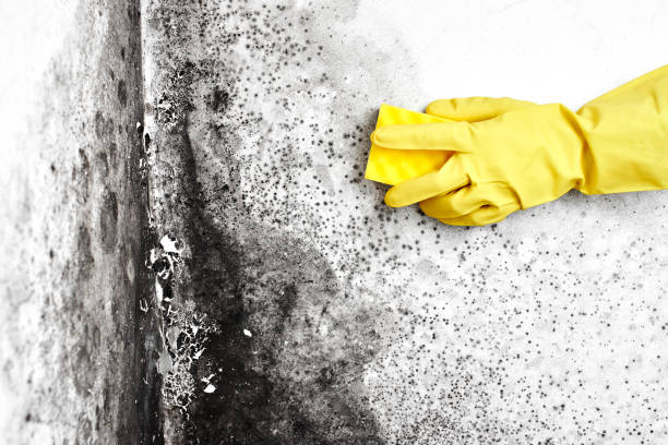 Why You Should Choose Our Mold Remediation Services in Ellisville, MS